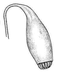 Bryum duriusculum, capsule. Drawn from W. Bell 699, CHR 515291. 
 Image: R.C. Wagstaff © Landcare Research 2015 